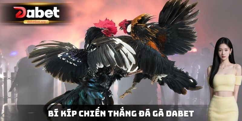 Bí kíp chiến thắng đá gà DABET