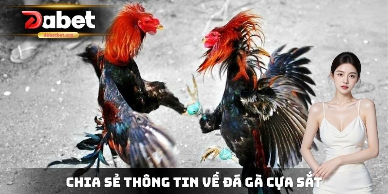 Chia sẻ thông tin thú vị của đá gà cựa sắt