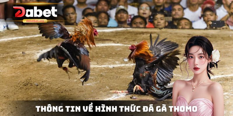Thông tin liên quan đến thể thức đá gà Thomo