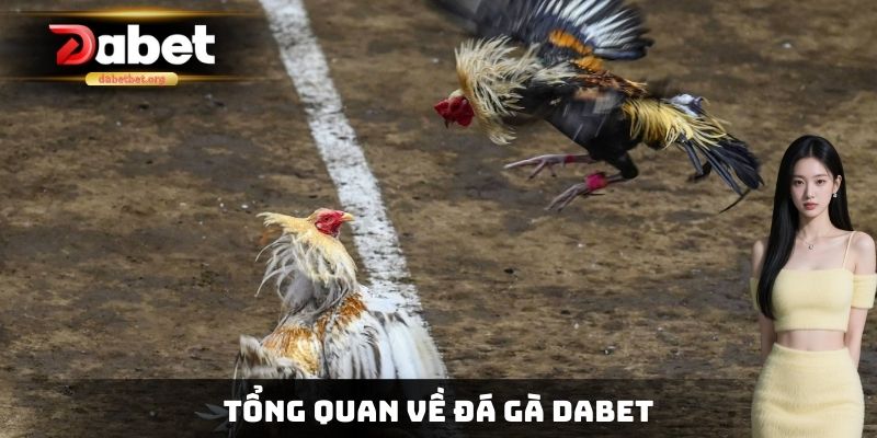 Tổng quan về đá gà DABET