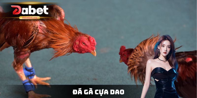 Đá Gà Cựa Dao