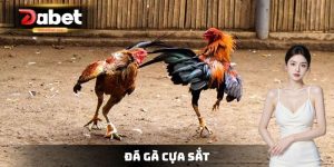 Đá Gà Cựa Sắt