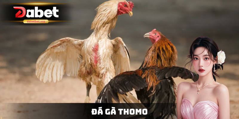 Đá Gà Thomo